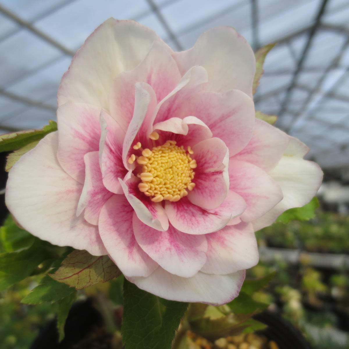 プリマヴェーラホワイトゴールド「2020 加藤農園さんのクリスマス