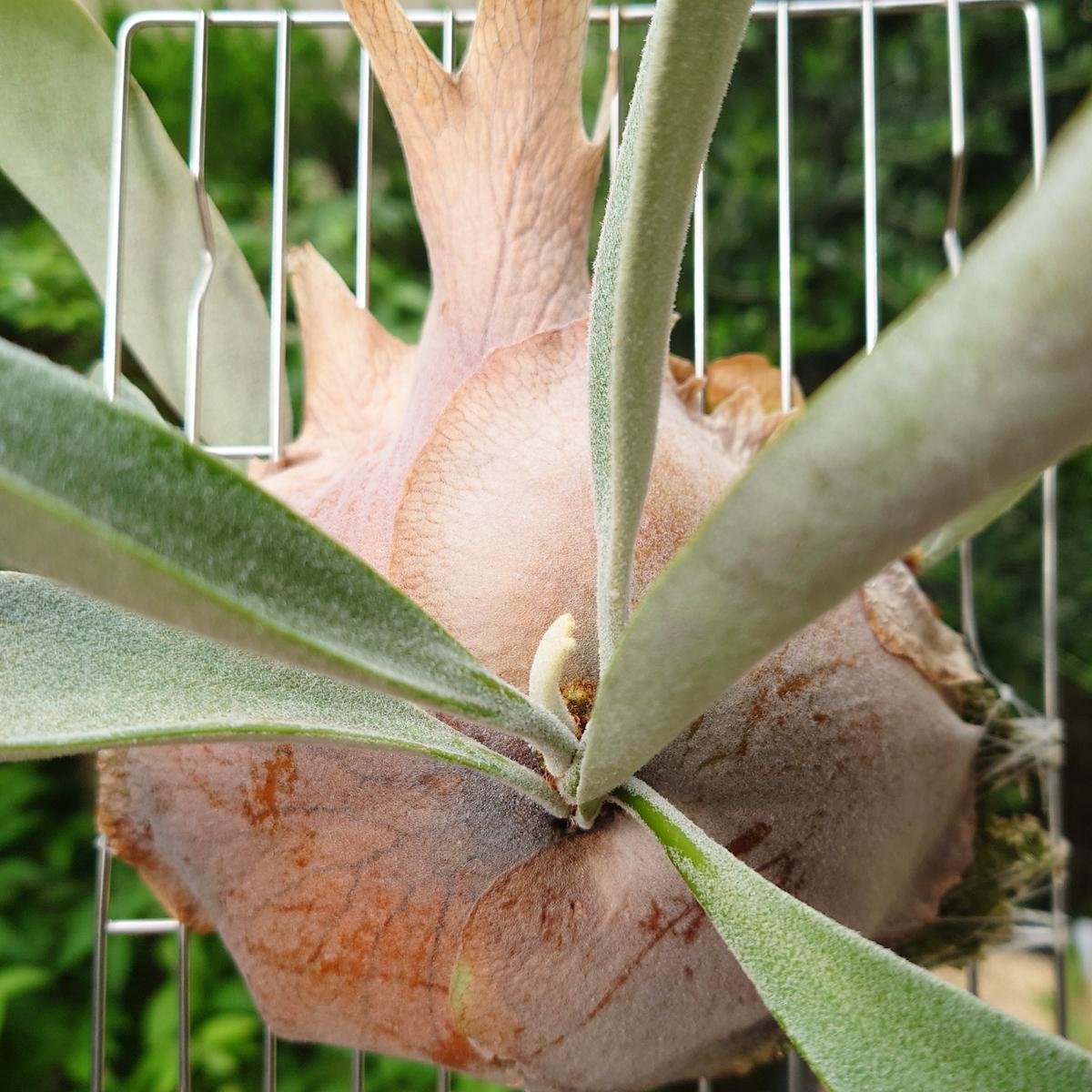 ビカクシダ Platycerium P.ghost（ゴースト）子株