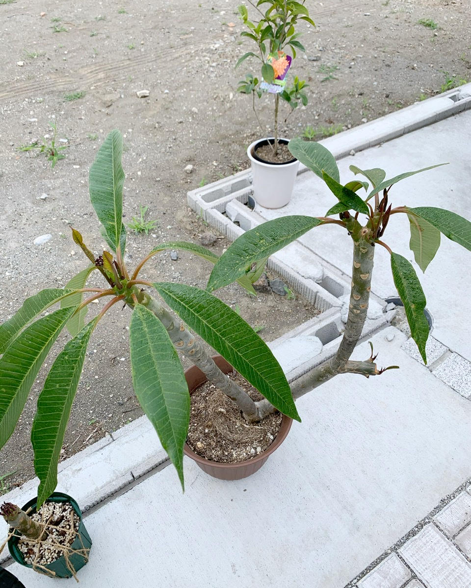 プルメリア初心者です。5月に冬眠から目覚めた鉢を屋外に出し｜園芸