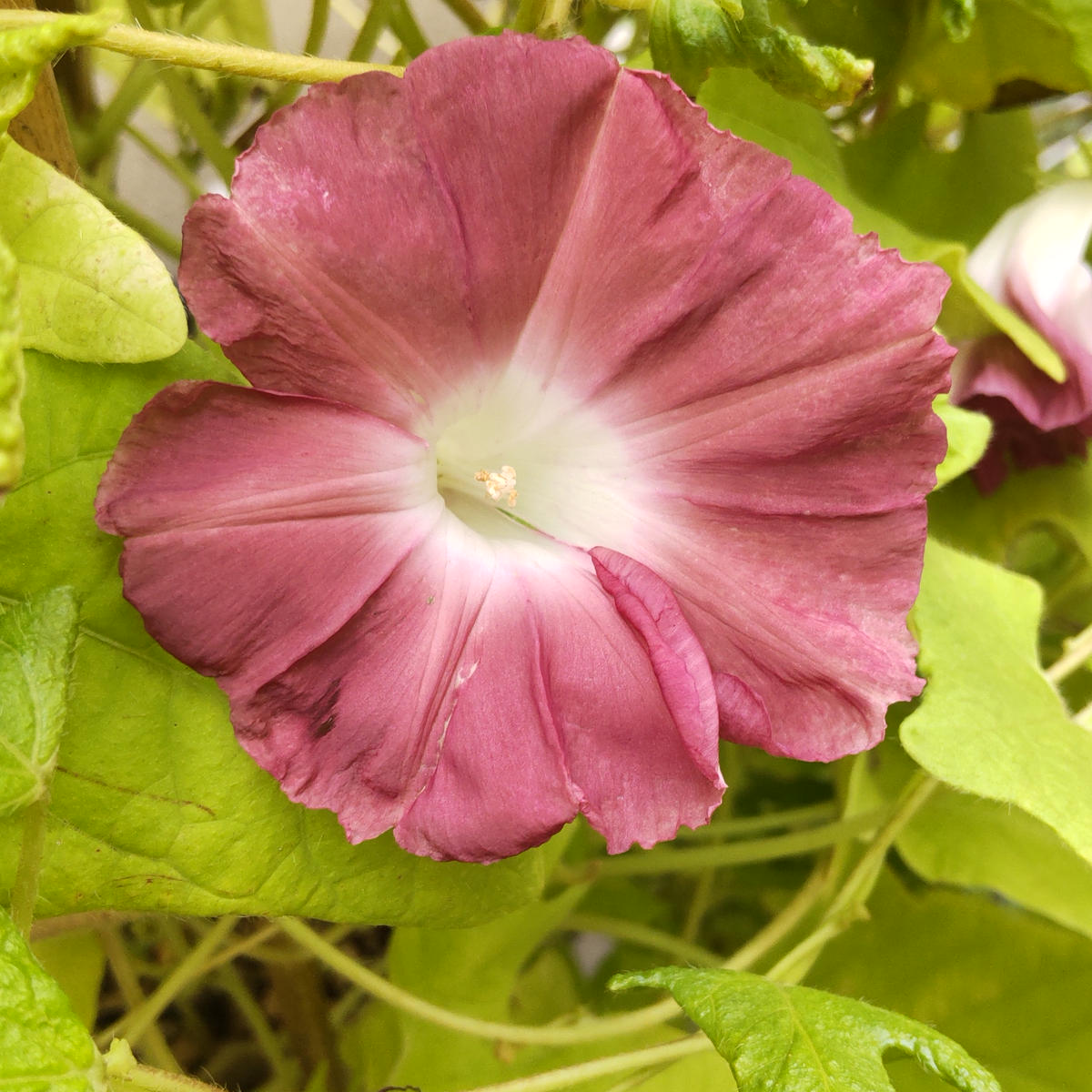 img_cache_r_27587_c_1688115526