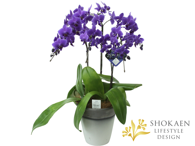 胡蝶蘭】青色胡蝶蘭（ブルージーン）3F6寸 - 株式会社正花園
