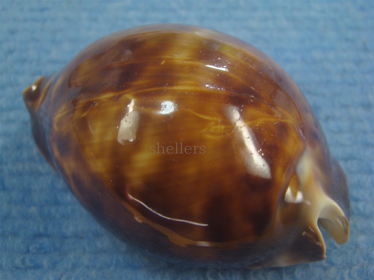 クロビードロダカラ(Zoila thersites thersites f.atrata) - Kaiショップ