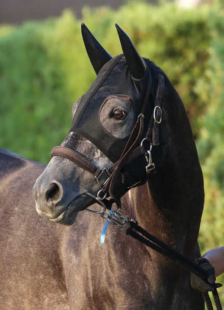 宝塚記念】1位クロノジェネシス GP3連覇で期待に応える！斉藤崇師