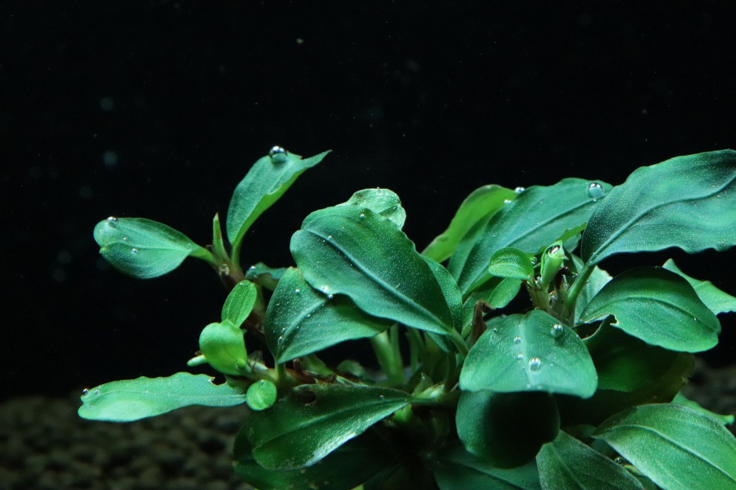 通販 水草】ブセファランドラ sp ピンク ムラウィ(輸入品)【1ポット