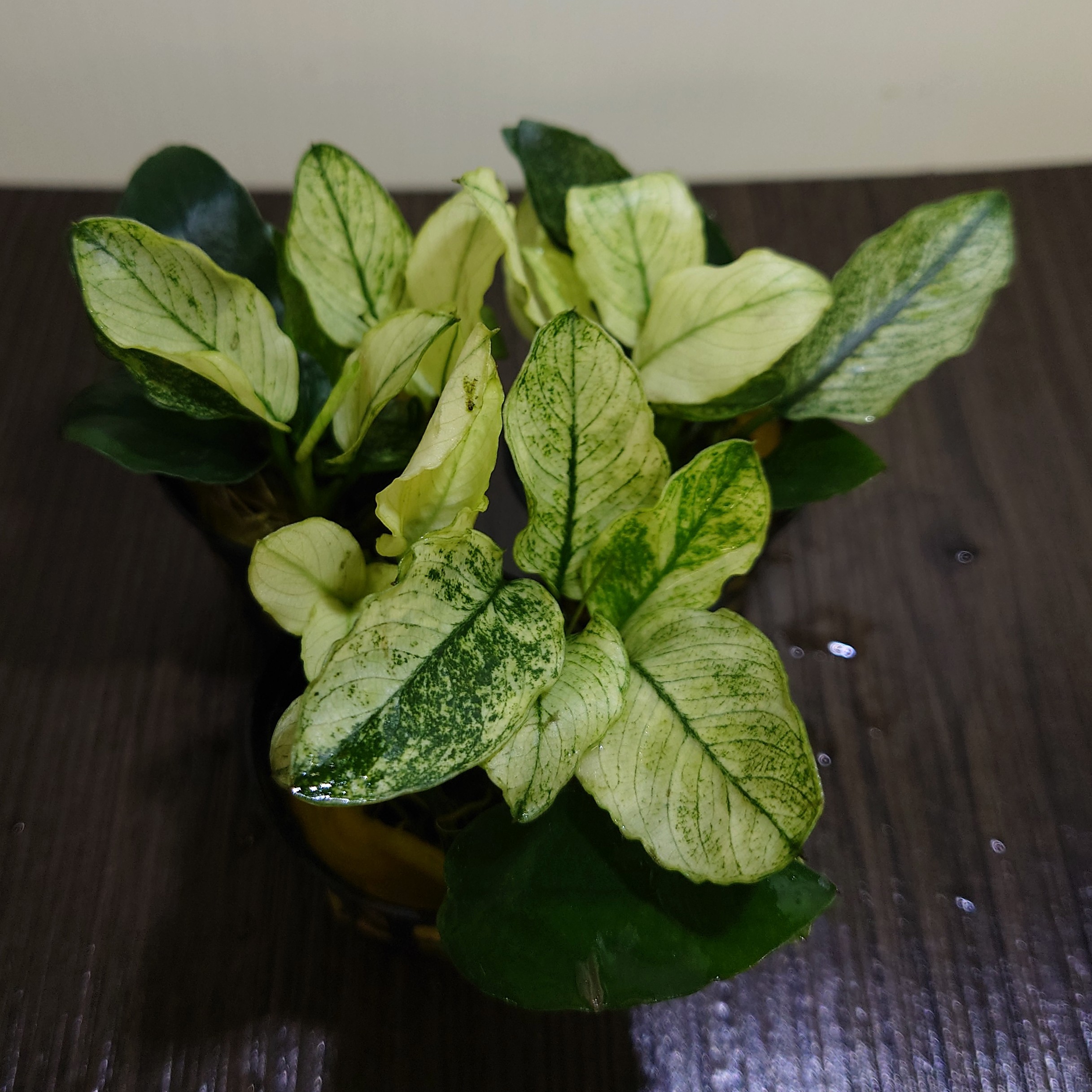 価格の安いアヌビアス ナナ 斑入り / アクア＆ペット かねだい