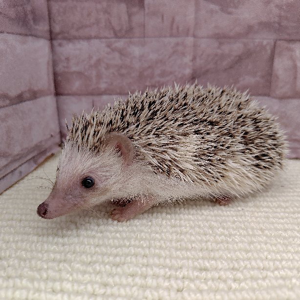 価格の安いハリネズミ パイド ※割引対象外（11/2写真更新しました