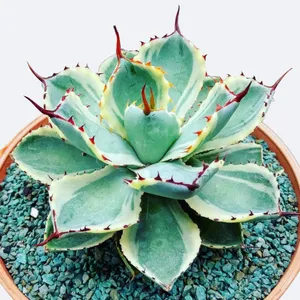 アガベ・アプラナータ'クリーム・スパイク' (Agave applanata 'Cream