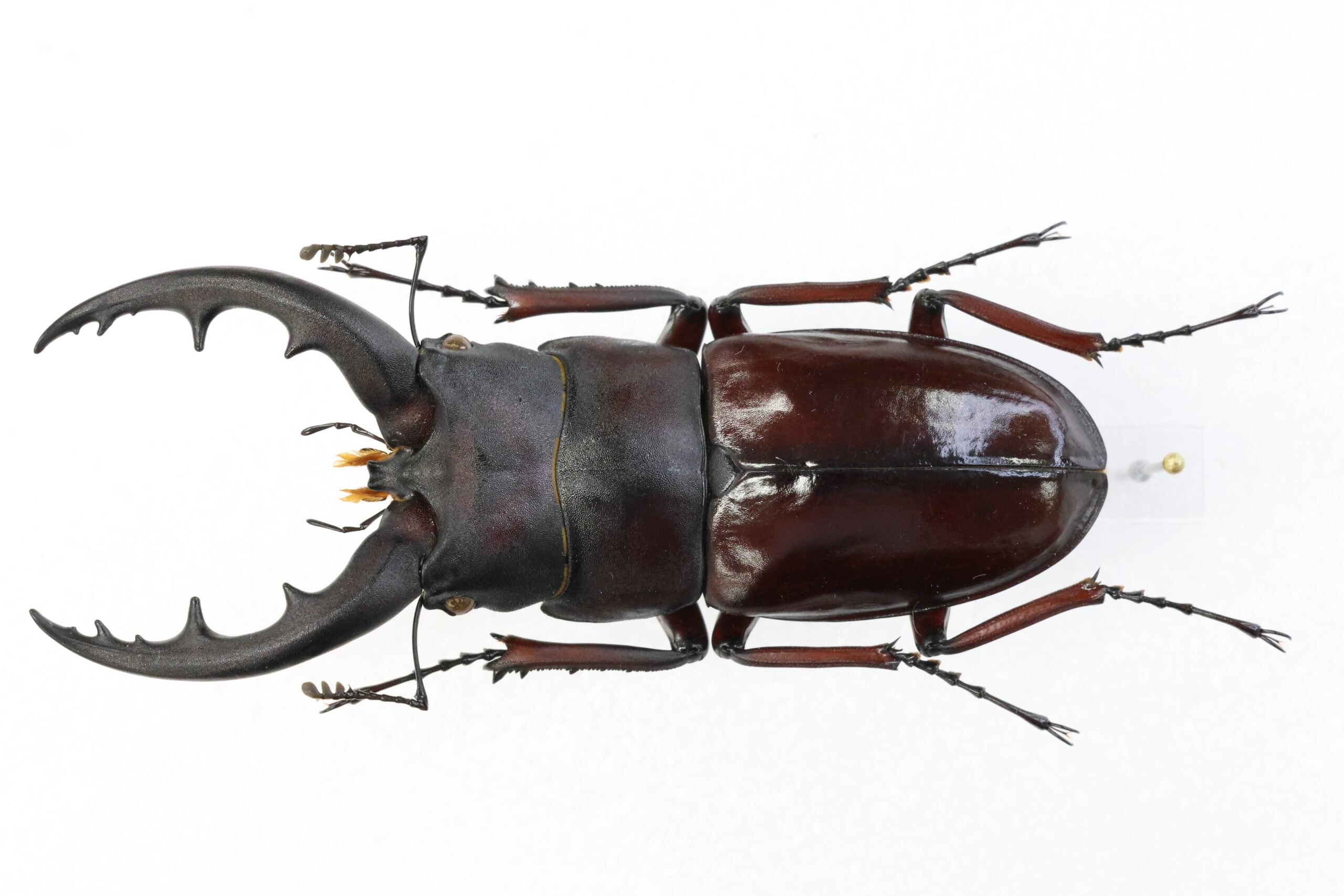 67.7 ㎜ ］野外産の特大湾曲オキノコ！ | Project WILD MUSEUM