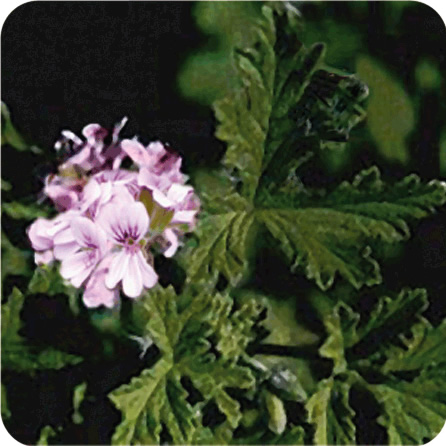 ゼラニウム・エジプト – プラナロム エッセンシャルオイル・精油｜健草