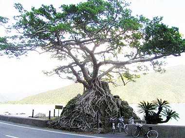 鹿児島県／石だきガジュマル