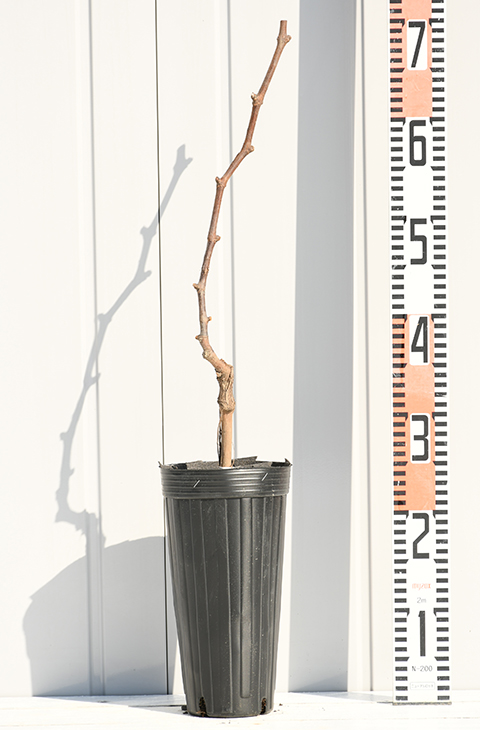 ぶどう 「天晴（あっぱれ）」 【苗木の専門店 グリーンでGO！楽天