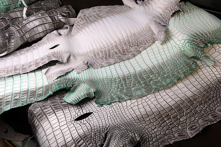 ヒマラヤクロコダイルシリーズについてのお話2 | WILDSWANS(ワイルド