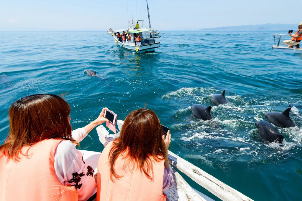 イルカウォッチング - 熊本県天草観光ガイド
