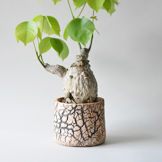 プセウドボンバックス・エリプティクム | 多肉植物・特別な鉢の販売