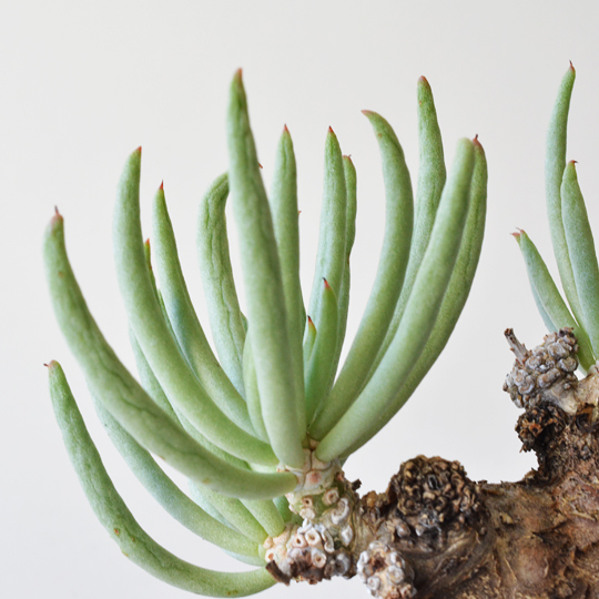 チレコドン・ペアルソニー | 多肉植物・特別な鉢の販売 | トーキー | TOKY