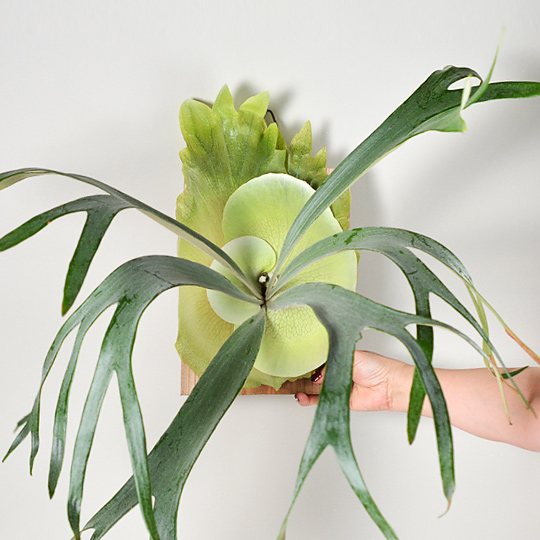 プラティケリウム・ホワイトホーク [ ビカクシダ ] | 多肉植物・特別な