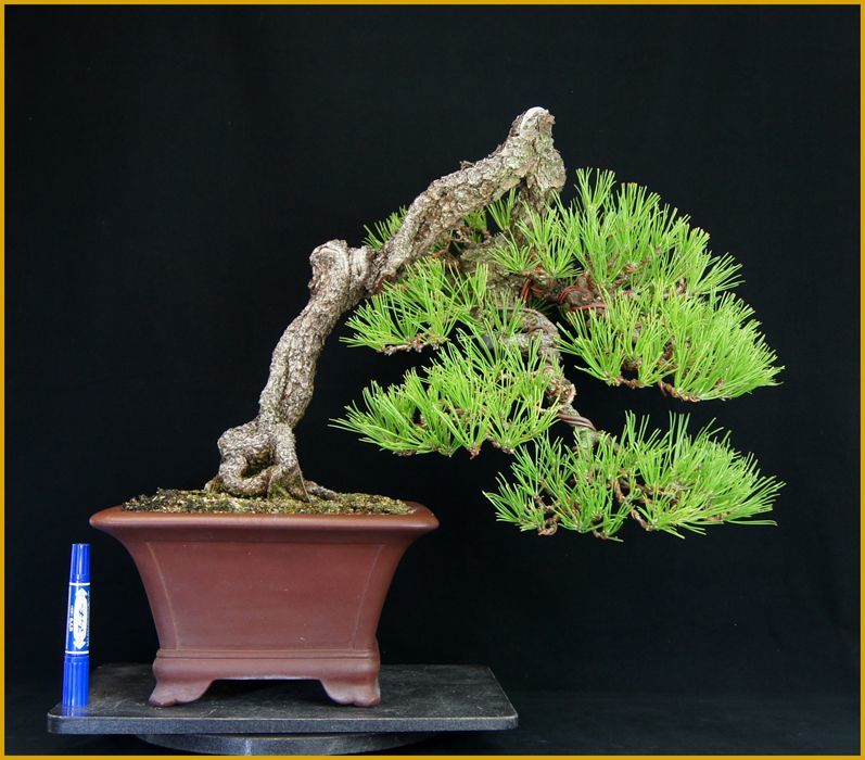 黒松（中品・樹高33cm） - 米谷大蓉園