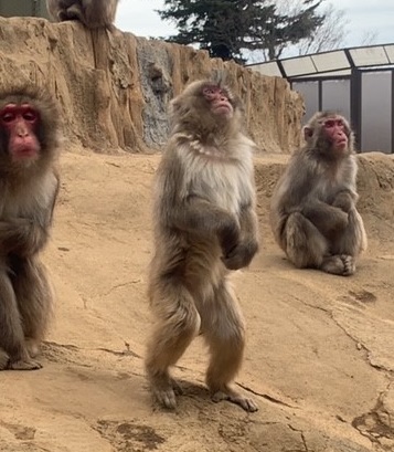 おやつの時間 | 高尾山さる園ブログ