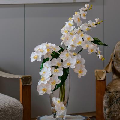 EMILIO ROBBA（エミリオ・ロバ） | ファレノプシス（胡蝶蘭