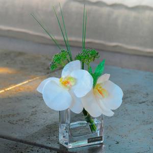 EMILIO ROBBA（エミリオ・ロバ） | ファレノプシス（胡蝶蘭