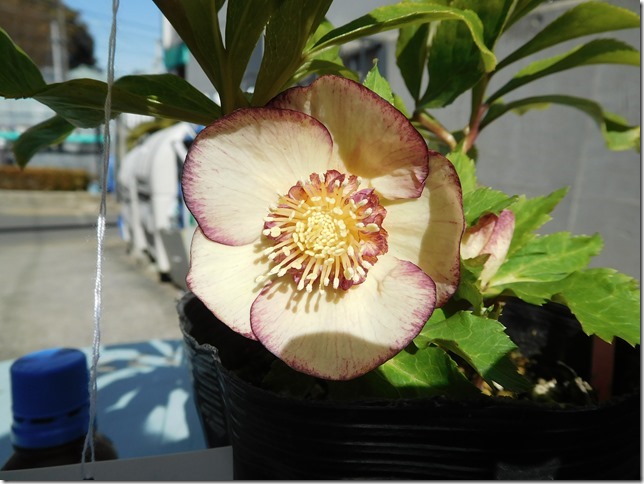 クリスマスローズ『レインボー』 | ザ・ガーデンの園芸スタッフブログ