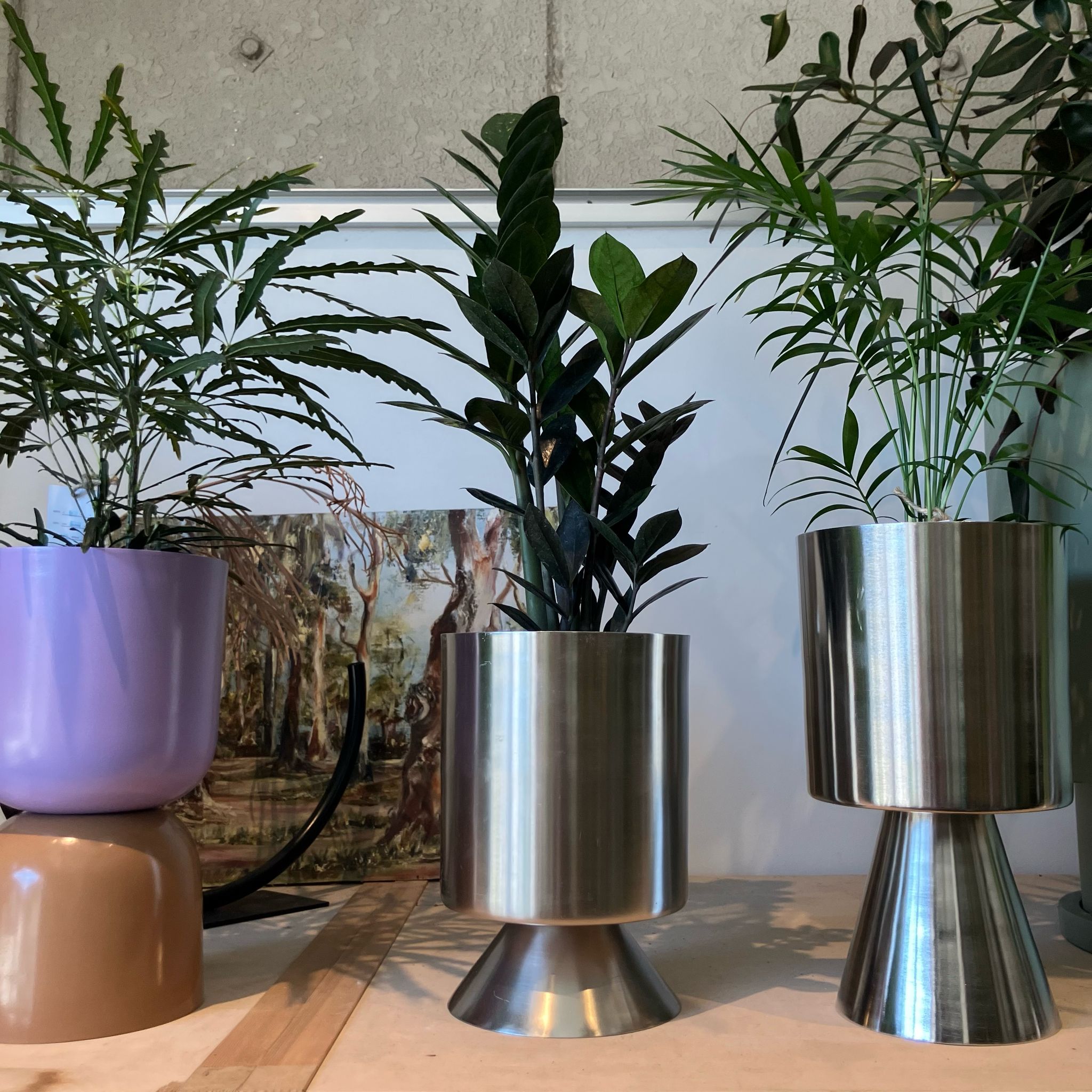 ZZプラント（ザミオクルカス ザミーフォリア）I インドアプランツ I