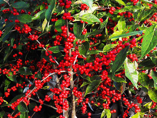 Red Sprite™ Winterberry Holly For Sale Online | The Tree Center