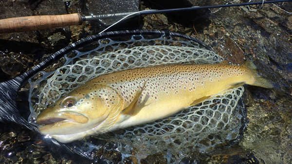 2025年シーズン前半の中禅寺湖