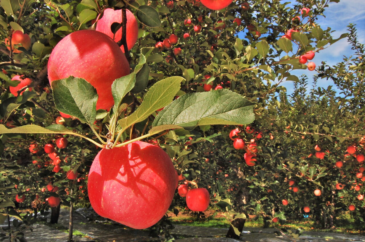 弘前りんご - Time Trip Tsugaru 青森県津軽地域観光情報サイト