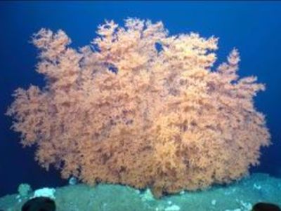 世界最長寿級の深海生物を発見 〜太平洋の海山（水深525m）で7000年