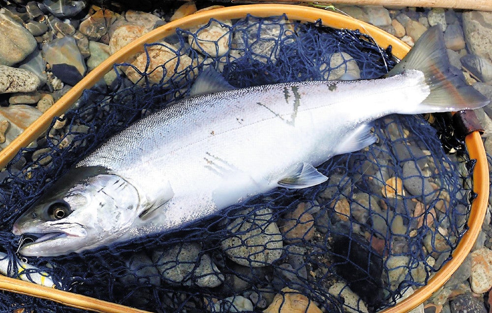 アマゴが幻の魚サツキマスに変身…昆虫の多い森林で育ったから、京大