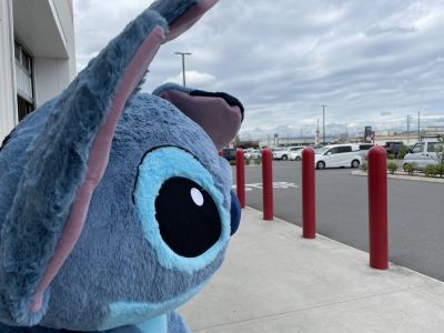 特大スティッチぬいぐるみの在庫情報:コストコで在庫番