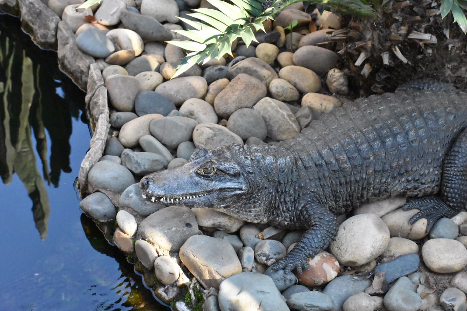 Crocodiles - ZuluCroc