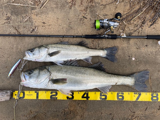 三重県】シーバス EARLY 97MMH | YAMAGA BlanksYAMAGA Blanks