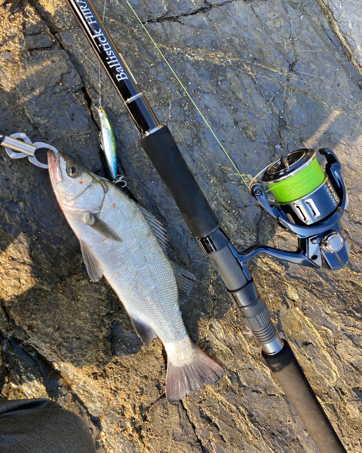 宮崎県】 ヒラスズキ Ballistick HIRA 11MH TZ/NANO | YAMAGA