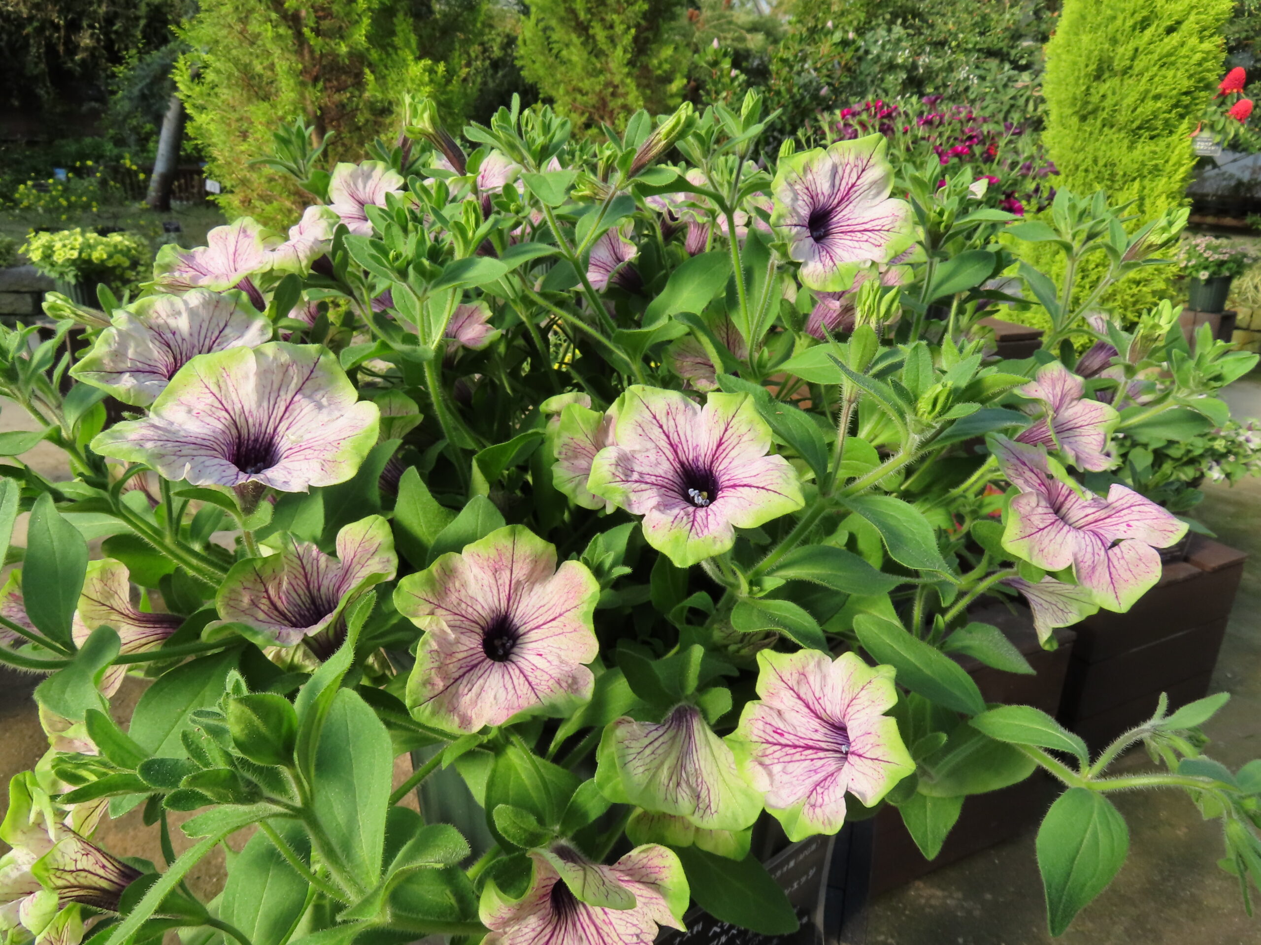 明日からペチュニア展 開催（2025年5月7日） | 百合が原公園