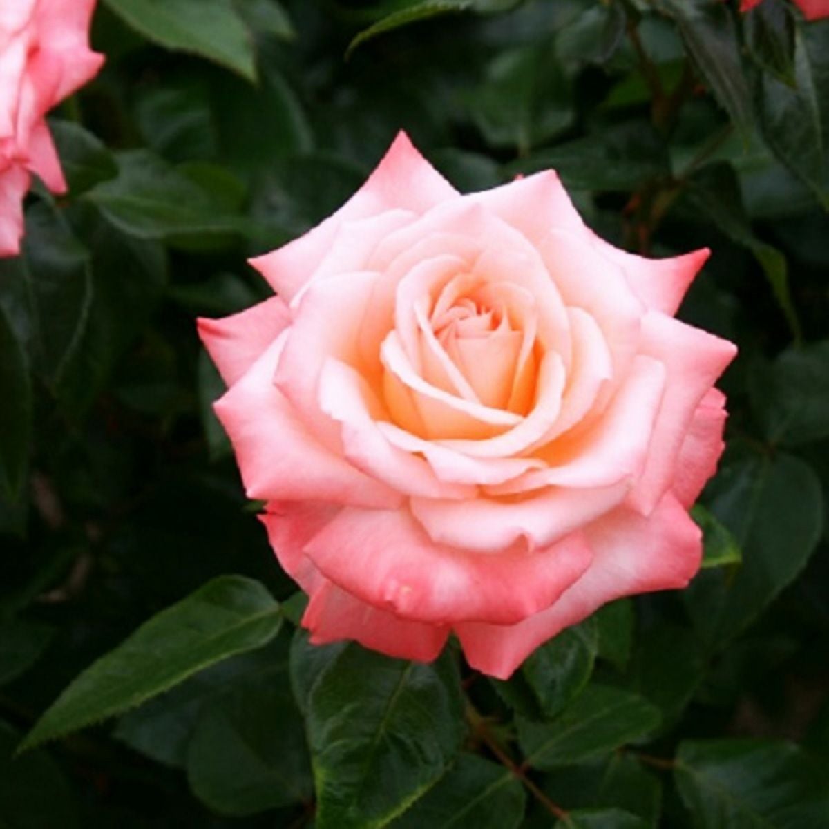 バラ苗 【イーハトーブの風】 (大苗) ハイブリットティ 四季咲き 大輪