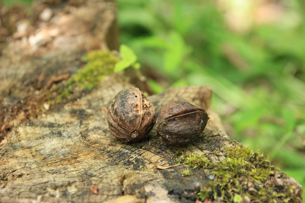 赤鬼のつぶやき C.W.ニコル】クルミ（Walnut） | ACORN