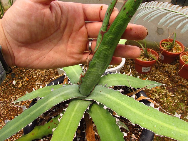 アガベ キシロナカンサ 