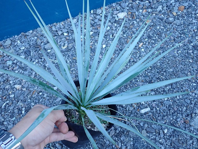 ユッカ ロストラータ シルバーブルー(Yucca rostrata seed selected
