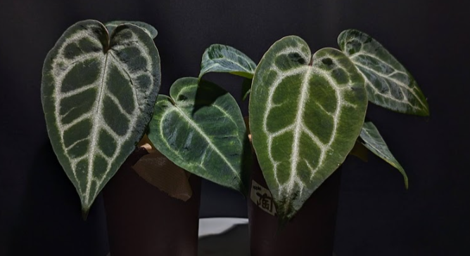 アンスリウム エンジェルスドリームの育て方と購入方法 | アンスリウム