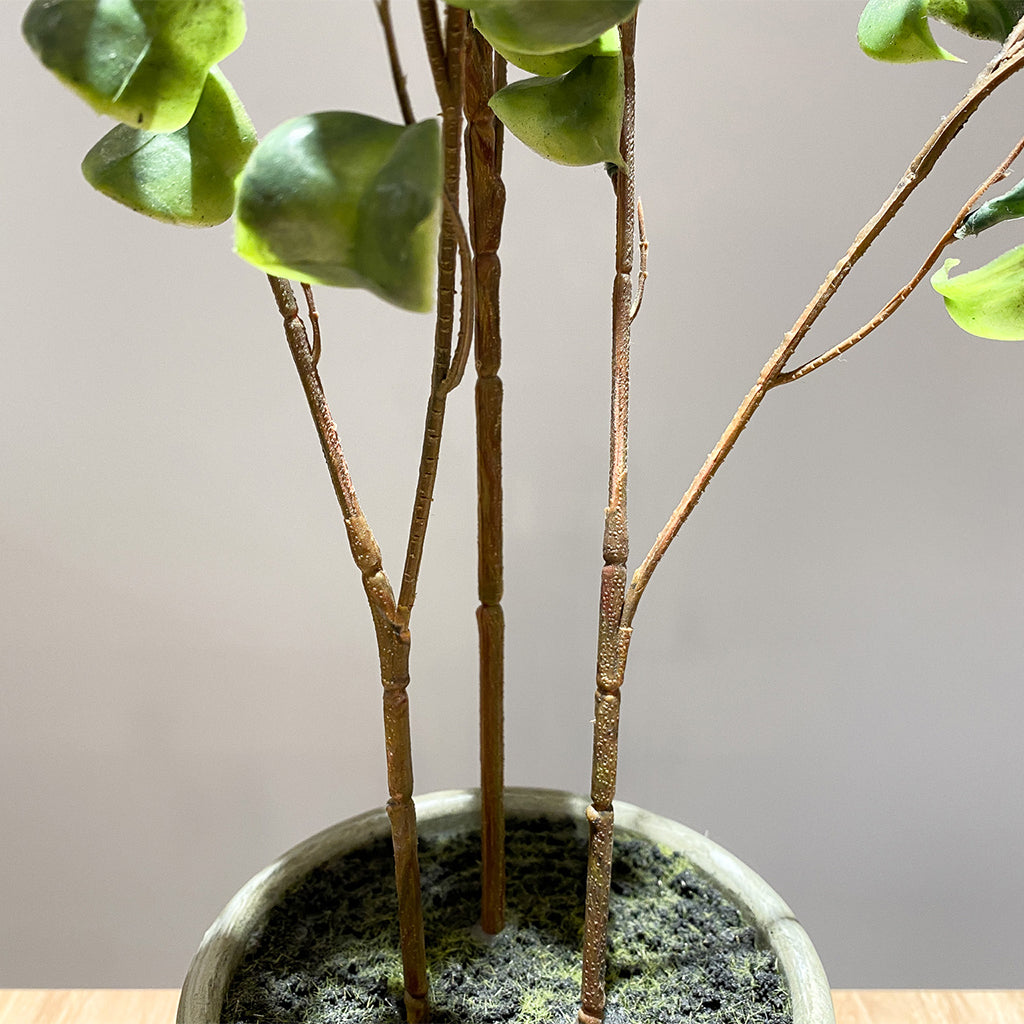 フィカス・ベンジャミンバロック - フェイクグリーン専用通販サイト