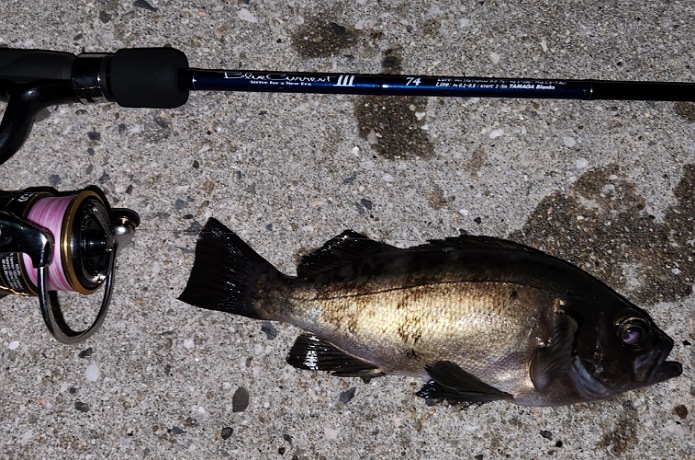 ヤマガブランクス】ブルーカレントⅢ 74をインプレ！メバル