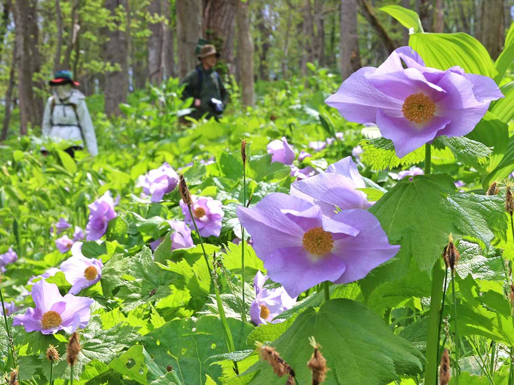 山野草の女王」かれんに＊北邦野草園 | 北海道新聞 旭川支社 + ななかまど