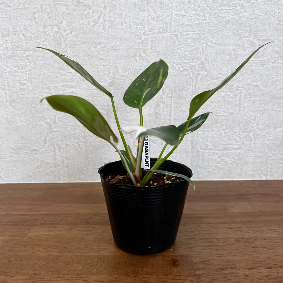 芸術的】フィロデンドロン ホワイトプリンセス | SHELF