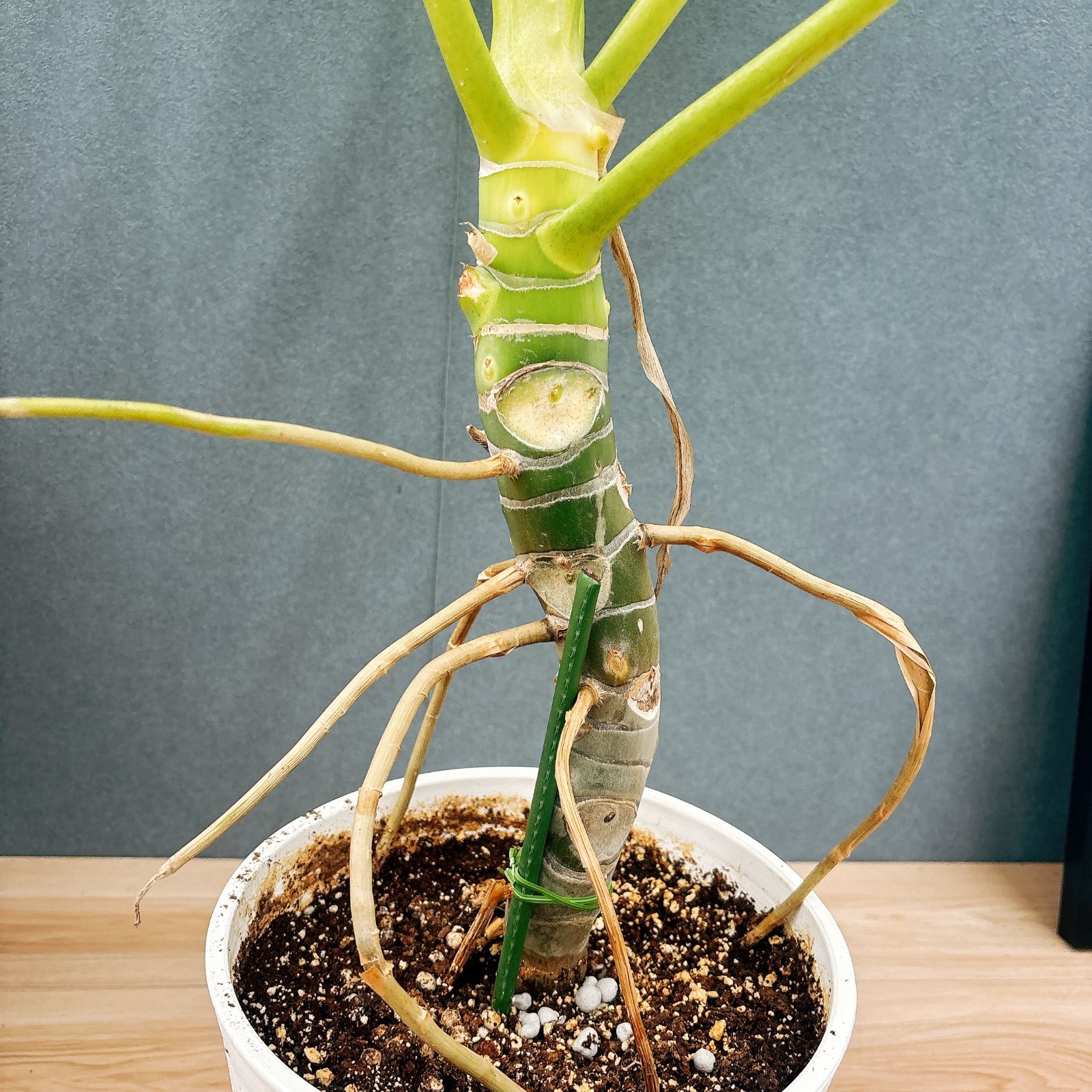 現品］【希少】幹太！！ 21番 フィロデンドロン セローム ゴールド