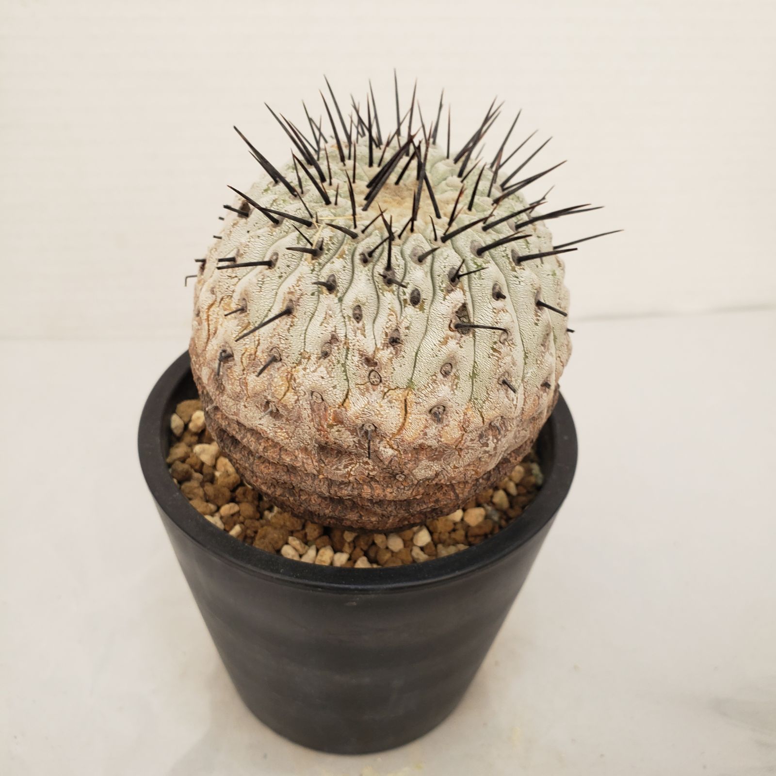 G439自社養生株コピアポア コルムナアルバ（発根株・鉢植え