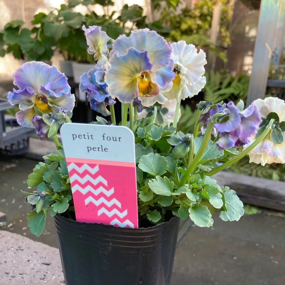 プティフール ペルル ビオラ ハルグリン 送料込み - メルカリ