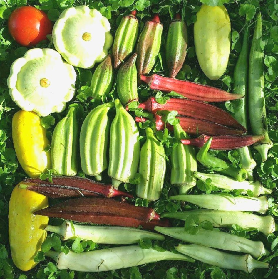 マーケターきゅうりの種(Marketer Cucumber・固定種) - メルカリ