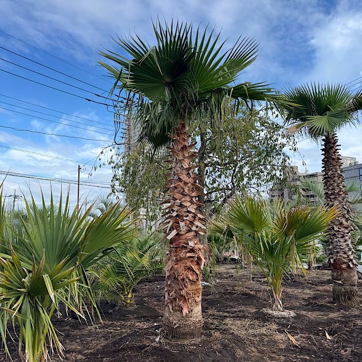 幹太】4.3m ワシントンヤシ - メルカリ